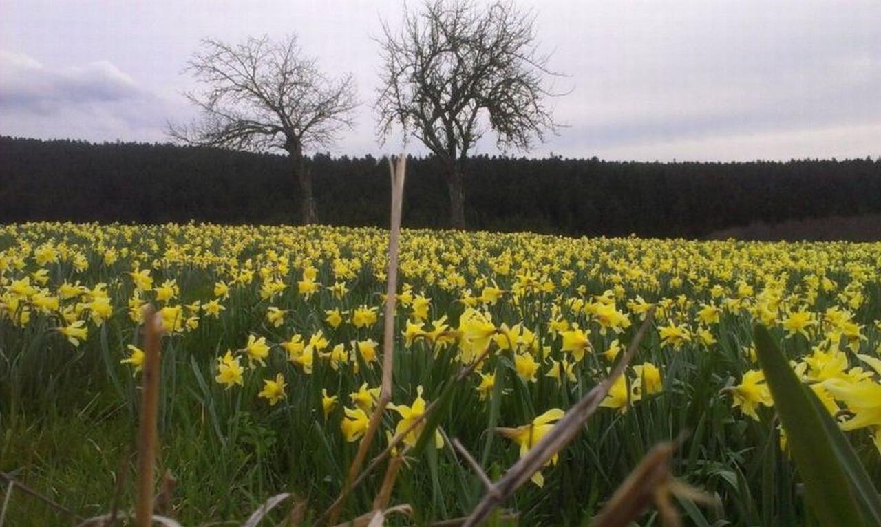 L'Embellie Bed and Breakfast Bertignat Buitenkant foto